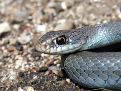 Eastern Racer Picture