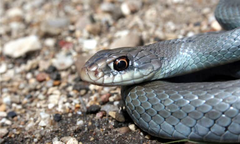 Close-up of a Blue Racer (Coluber constrictor foxii). This is one of the fastest snakes known.