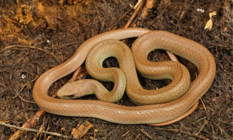 Closeup on an overwintering, pale colored and curled up Western Yellow-bellied Racer, a subspecies of the Eastern Racer. The snake is named for its yellow belly.