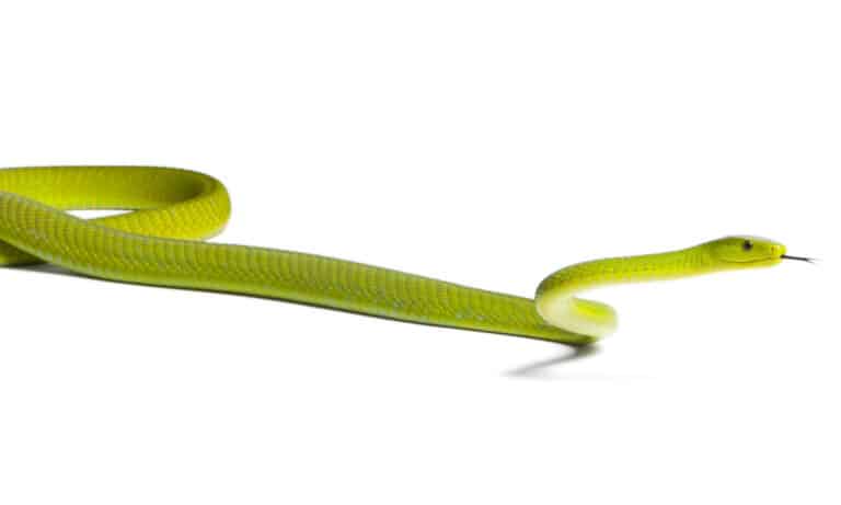 Eastern green mamba - Dendroaspis angusticeps, poisonous, white background