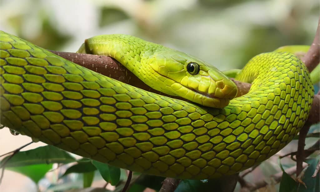 A head shot of an eastern green mamba in a tree