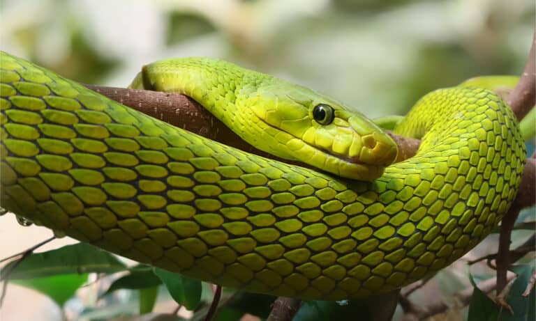 A head shot of an eastern green mamba in a tree