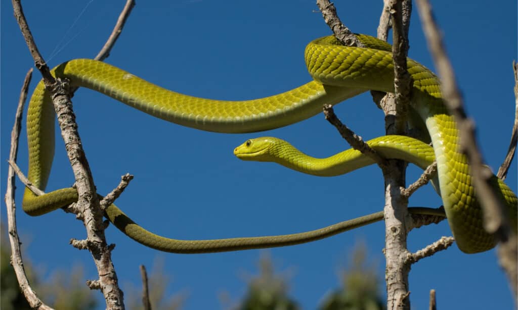 An eastern green mamba stretched out between several branches against a blue sky