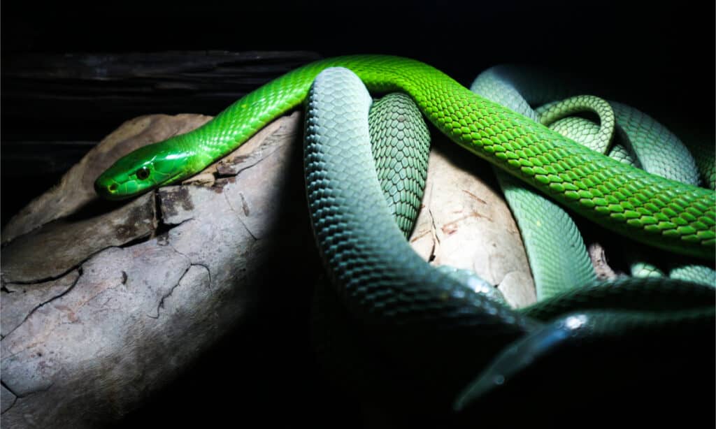 An eastern green mamba on a tree branch at night