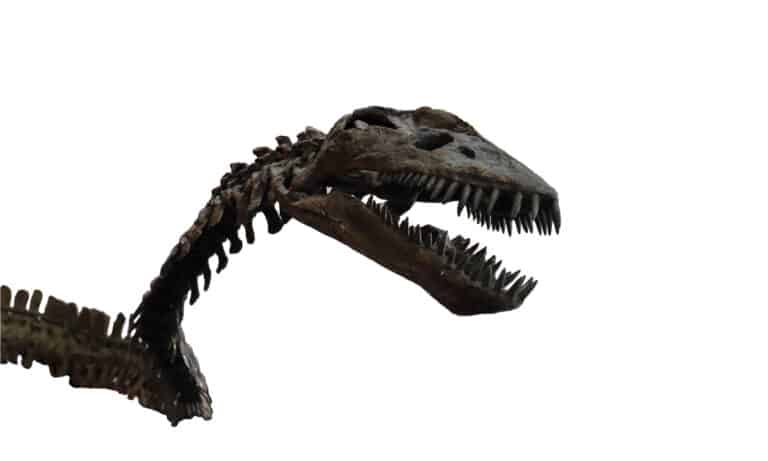 The head of Elasmosaurus platyurus had a triangular shape, featuring a large jaw with fang-like teeth in the front and smaller teeth towards the back of their mouth.