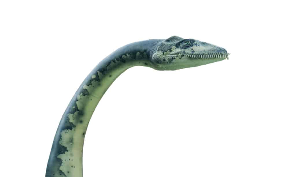 Portrait of a plesiosaurus isolated on white background. Plesiosaurus was a swimmer dinosaur. Also known as Elasmosaurus.