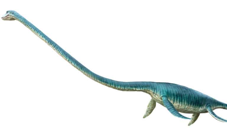Elasmosaurus is a genus of plesiosaur that lived in the Late Cretaceous period.