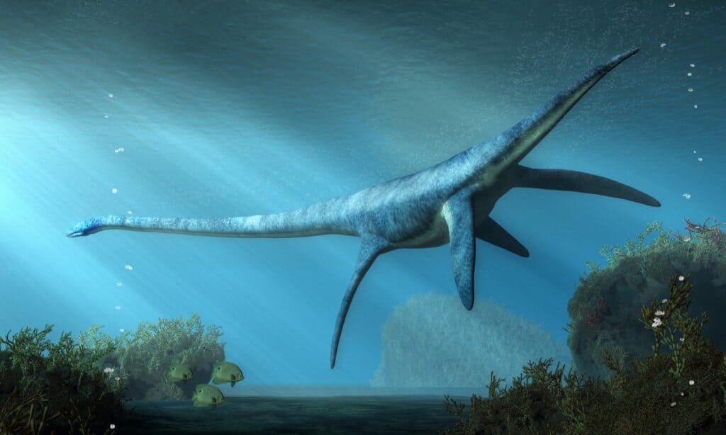 An Elasmosaurus, a long necked plesiosaur featuring a streamlined body with legs shaped like paddles to move their huge bodies around. Instead of legs, the Elasmosaurus seemed to have flippers, helping them to swim through the waters. 