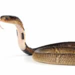 Equatorial spitting cobra