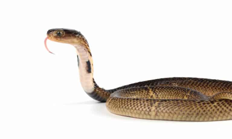 An equatorial spitting cobra hatchling with its head raised and hood open