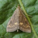 European corn borer