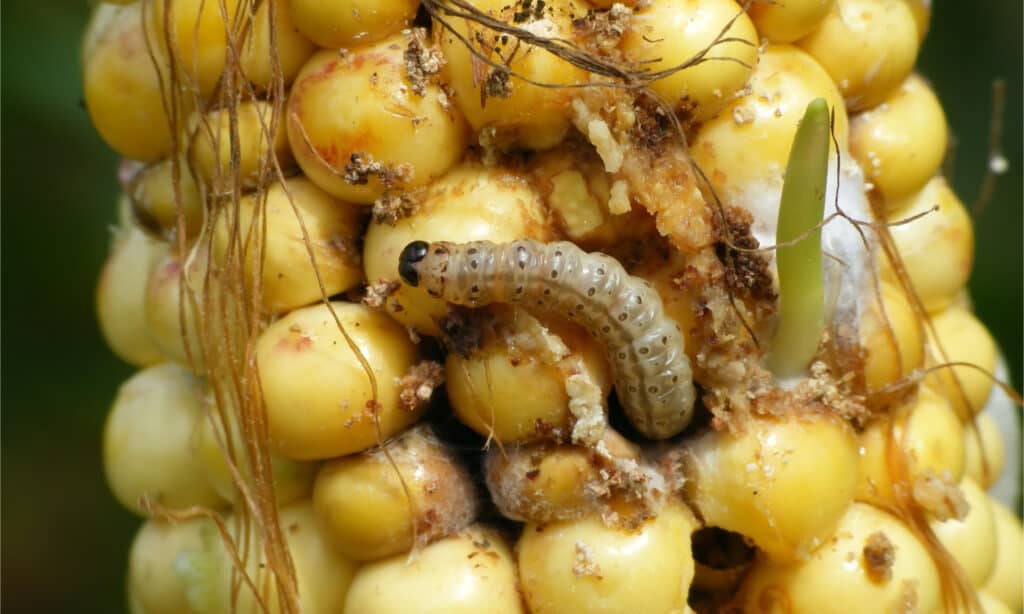 European corn borer caterpillar in a corn cob