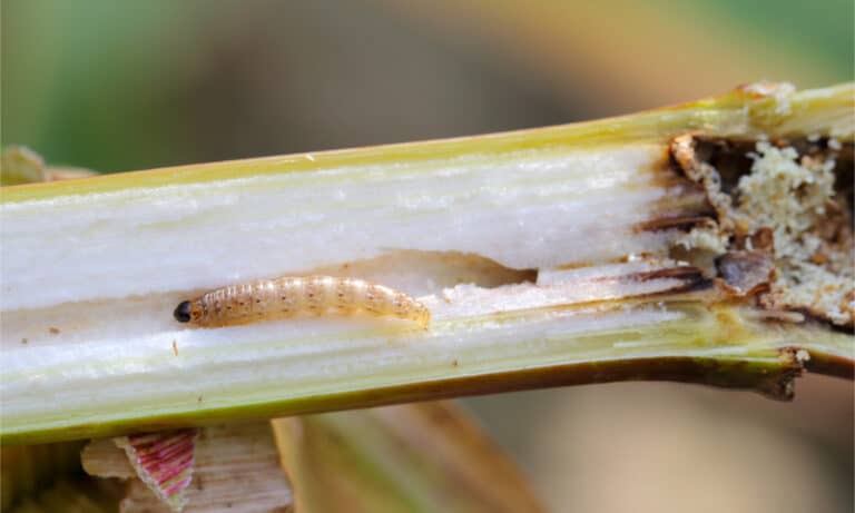 European corn borer caterpillar in a corn stalk