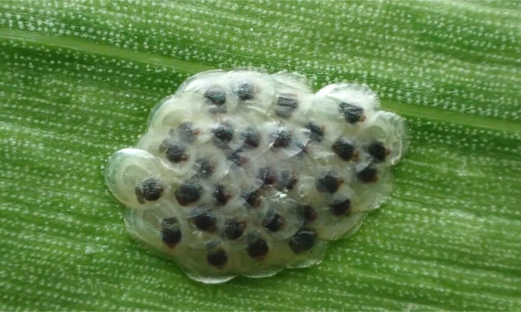 European corn borer eggs
