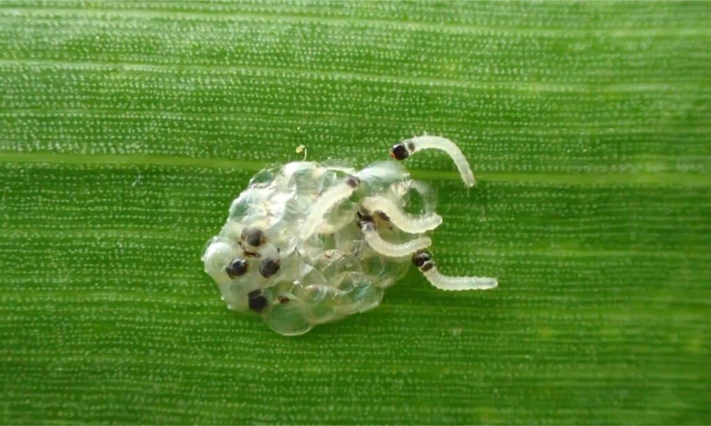 European corn borer eggs hatching