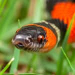 False coral snake
