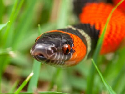 False coral snake Picture
