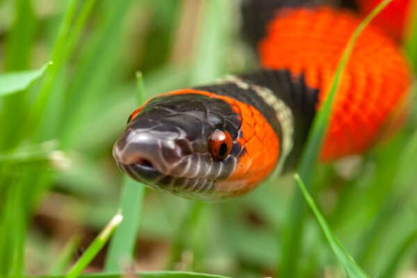 The False Coral Snake mimics both the Coral snake and the Cobra.