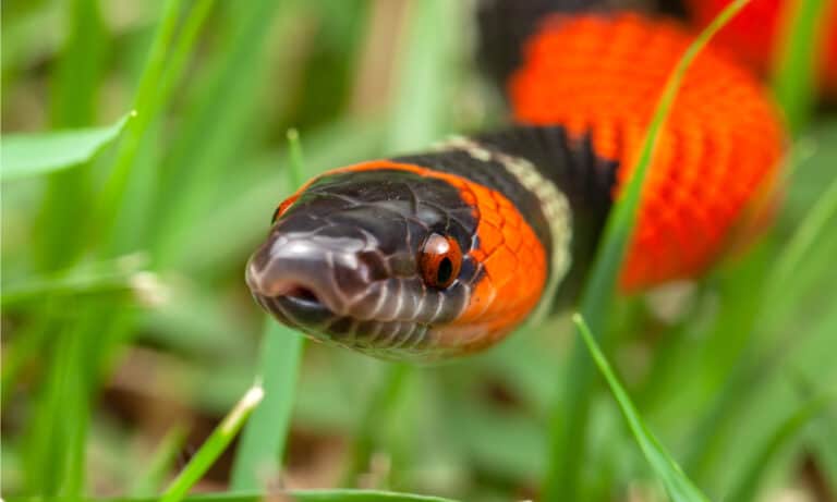 The False Coral Snake mimics both the Coral snake and the Cobra.