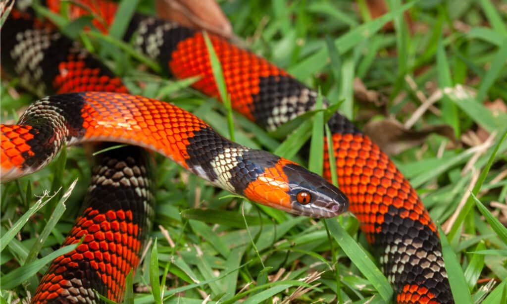 False Coral Snake has got narrow bright red and black bands running the length of its body.