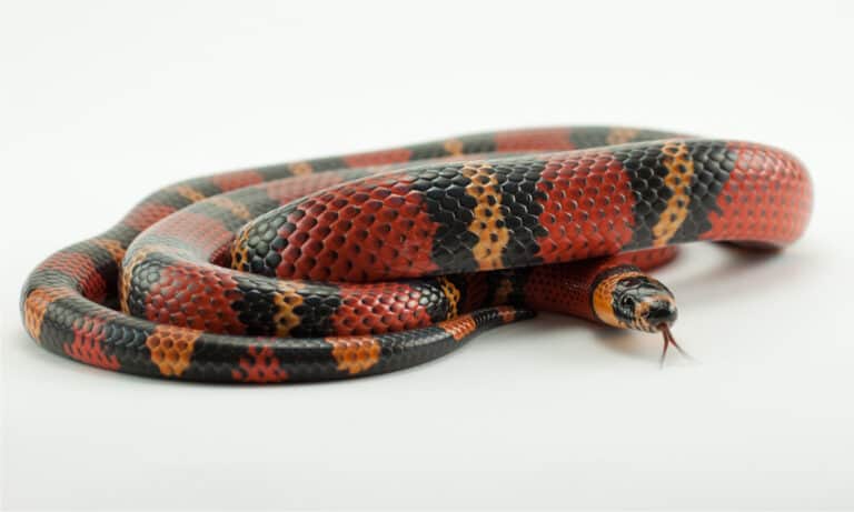 False Coral Snake isolated on a white background.
