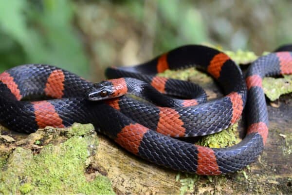 False coral snake has got a cylindrical body with the black and red pattern over its whole body. 