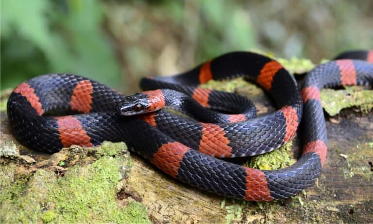 False coral snake has got a cylindrical body with the black and red pattern over its whole body.