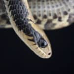 False water cobra