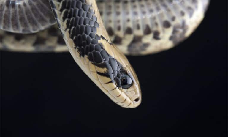 Close up of a false water cobra's head on black background