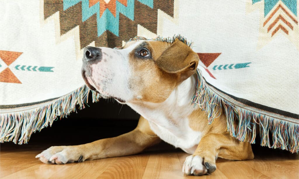 Fearful dog under the bed