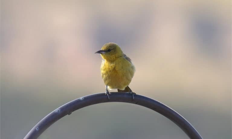 Female hooded oriole sitting on curved piece of metal