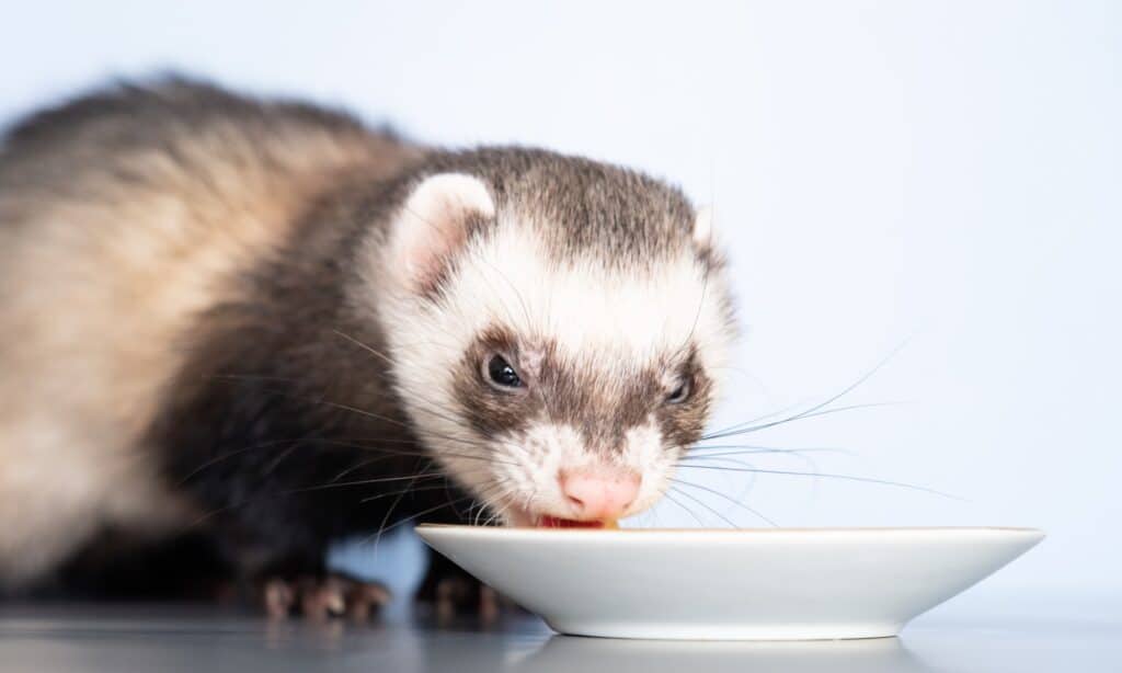 A domestic ferret eats a quail egg