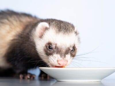 A The Best Ferret Food for Happy, Healthy Pets