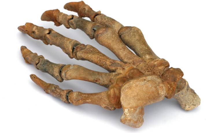 Fossilized cave bear paw on white background