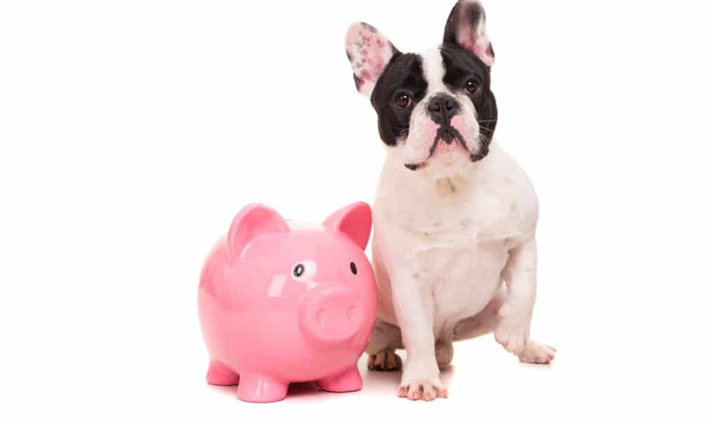 French bulldog with a pink piggy bank on a white background