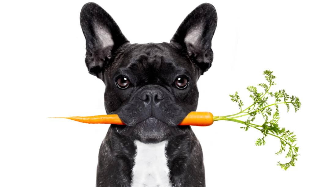 French bulldog with carrot in its mouth on white background