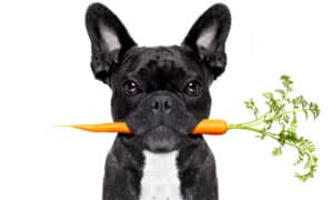 Can Dogs Eat Carrots? The Risks and Benefits Picture