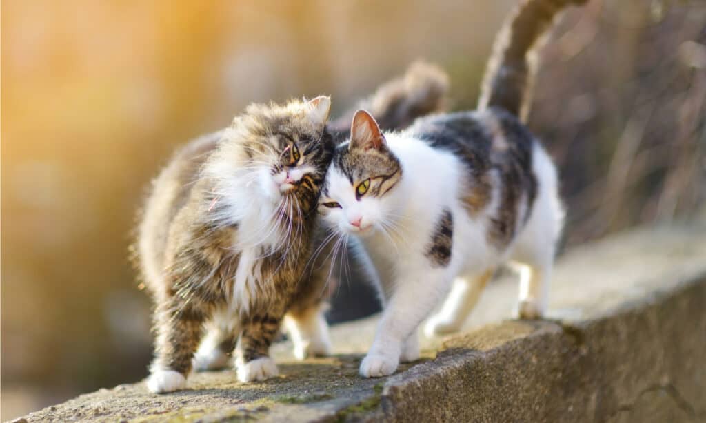 Two happy, friendly cats.