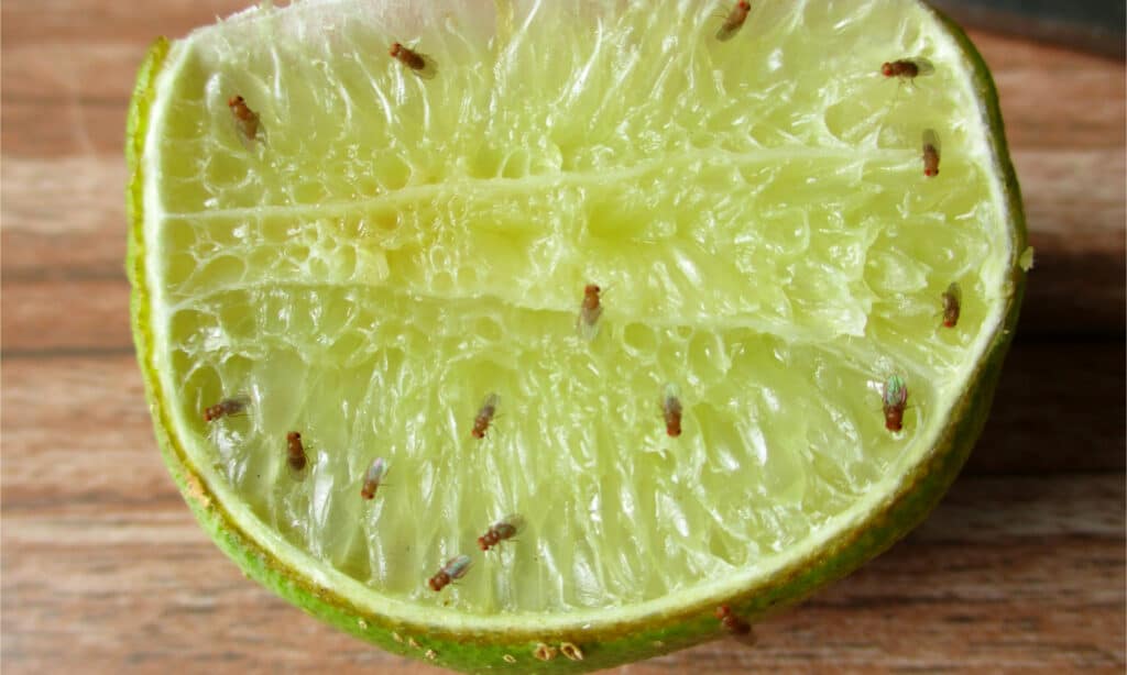 Common fruit flies on half a lime