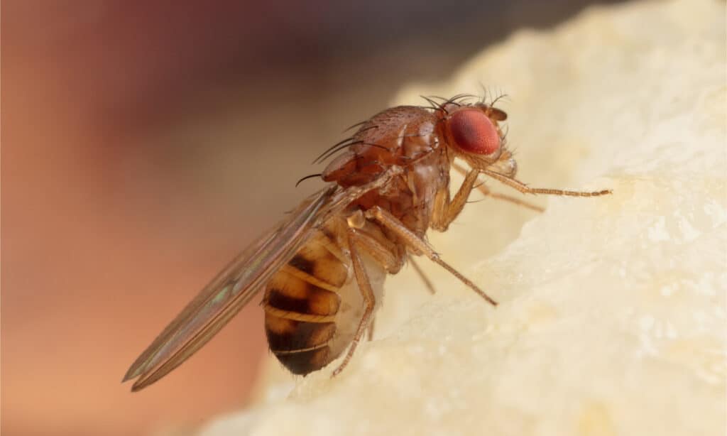 Close up of a fruit fly on a piece of fruit
