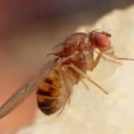 The first step in getting rid of fruit flies is confirming that they're not fungus gnats.