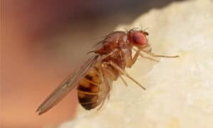 Getting Rid of Fruit Flies Indoors: 5 Ways That Work Picture
