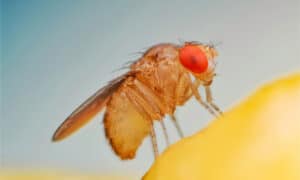 Fruit Flies In Your Drain? 4 Traps To Get Rid Of Them Picture