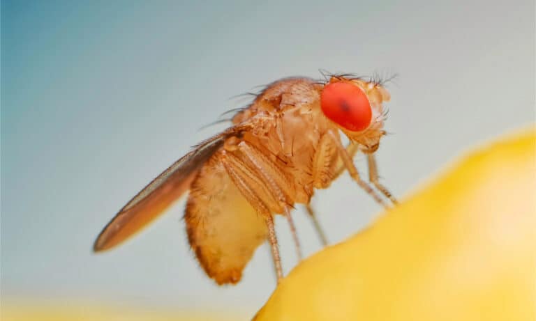 Close up of a fruit fly on a banana
