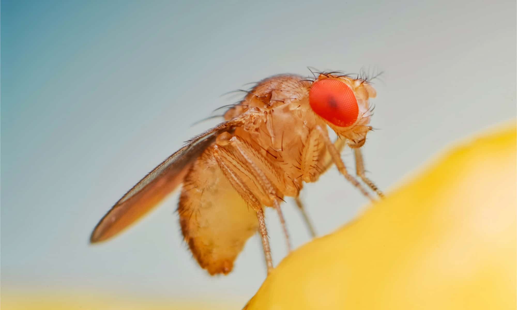 Prevent infestation with Vinegar Flies, avoid the risk of having Drosophila  Melanogaster in your home