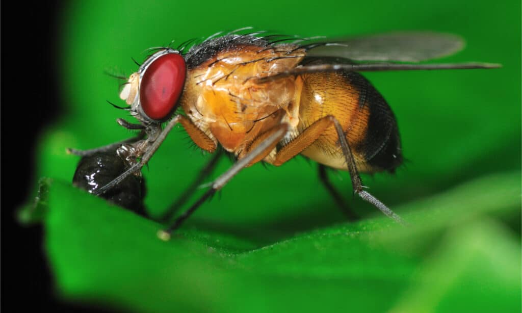 A fruit fly on a green piece of fruit