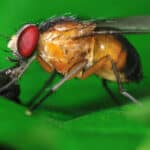 Fruit flies are light tan to a reddish-orange or brown while gnats are gray or black.