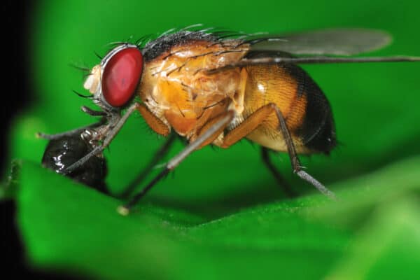 Fruit flies are light tan to a reddish-orange or brown while gnats are gray or black.