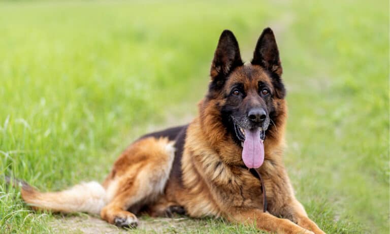 Why do dogs put their ears back