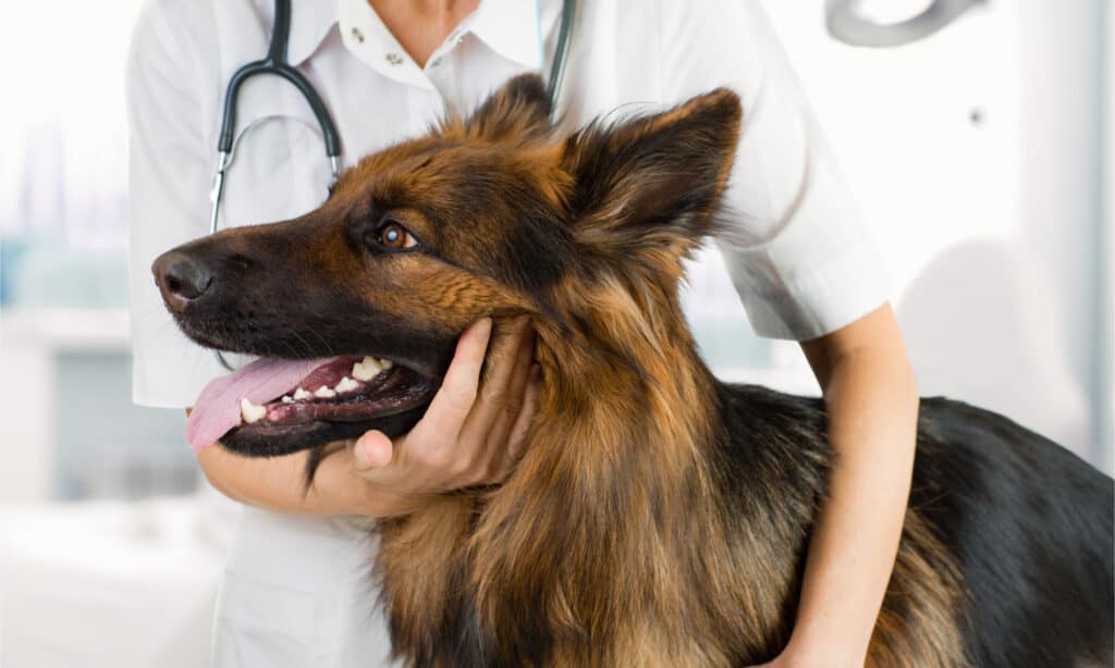 A long-haired German Shepherd at the vet's office